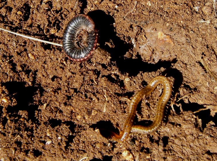 Strana coabitazione: Julida e Geophilomorpha